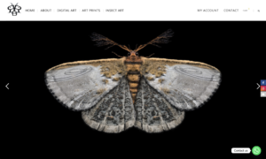 Grapeseed Web Design